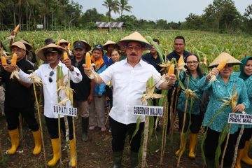“Ketahanan pangan menjadi salah satu fokus utama Pemerintah Indonesia. Karena itu, kami sangat mengapresiasi Kelompok Tani Hatusua Maju yang mampu memanfaatkan lahan secara produktif,” ujar Gubernur.