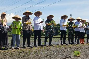 Wahyu mengungkapkan, rata-rata hasil panen di Kota Malang mencapai delapan ton per hektare. Harga gabah di tingkat petani juga cukup kompetitif, yakni sekitar Rp6.700 per kilogram, lebih tinggi dari rata-rata nasional yang berada di angka Rp6.500. “Harga ini memotivasi petani untuk terus meningkatkan hasil panennya, yang tentunya berdampak positif pada ketahanan pangan kota,” ujarnya.