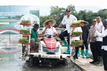 Penanaman Padi Seluas 250 Ribu Hektare