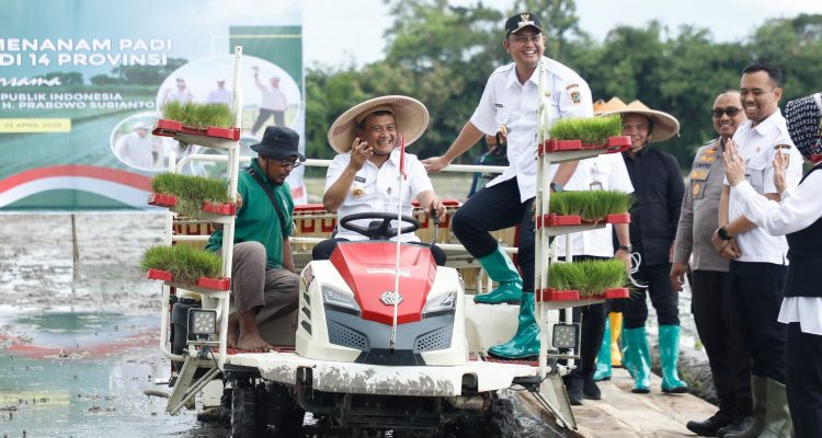 Penanaman Padi Seluas 250 Ribu Hektare