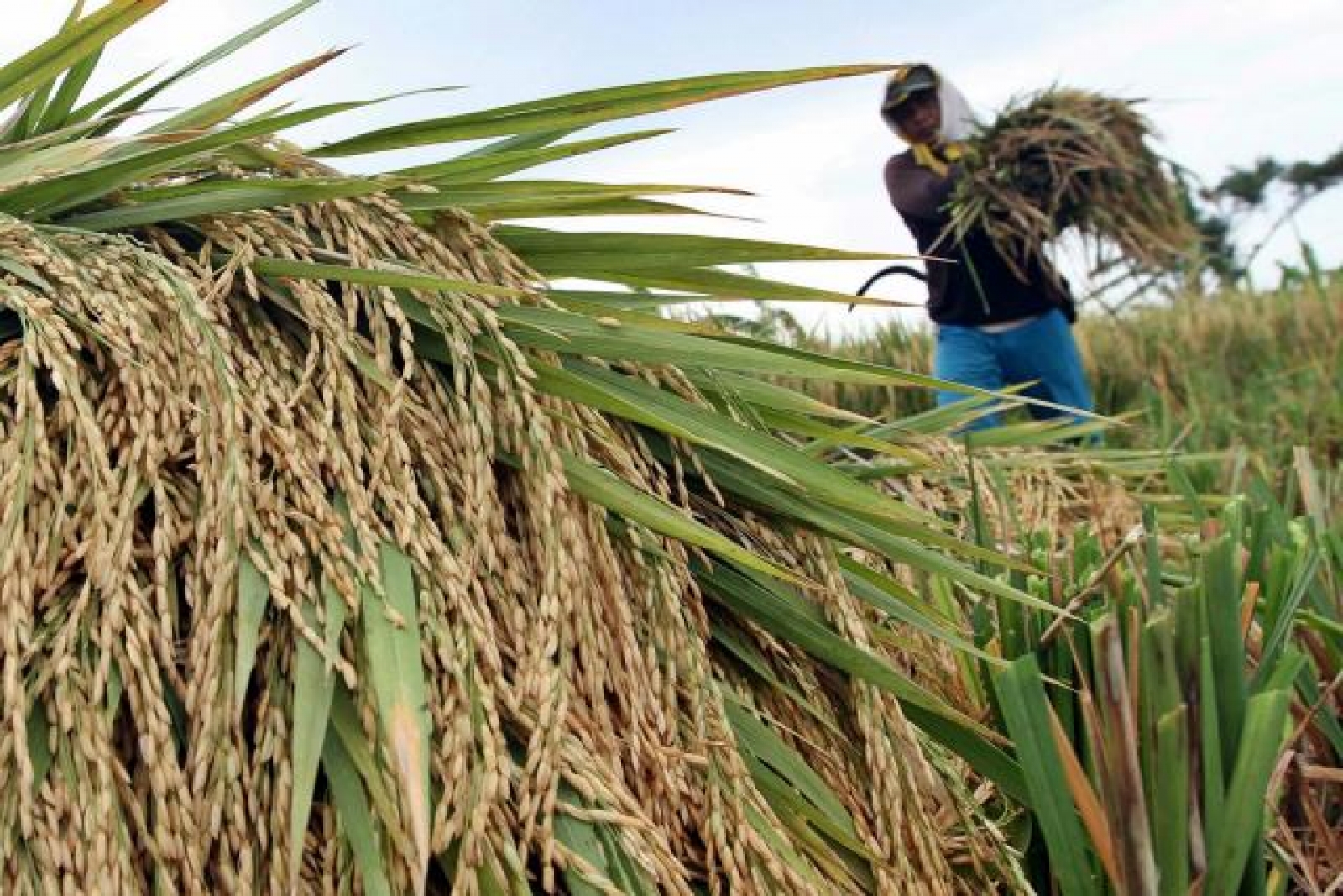 Dukungan Fiskal Lewat Pertanian Didorong untuk Jaga Ekonomi dan Lindungi Petani