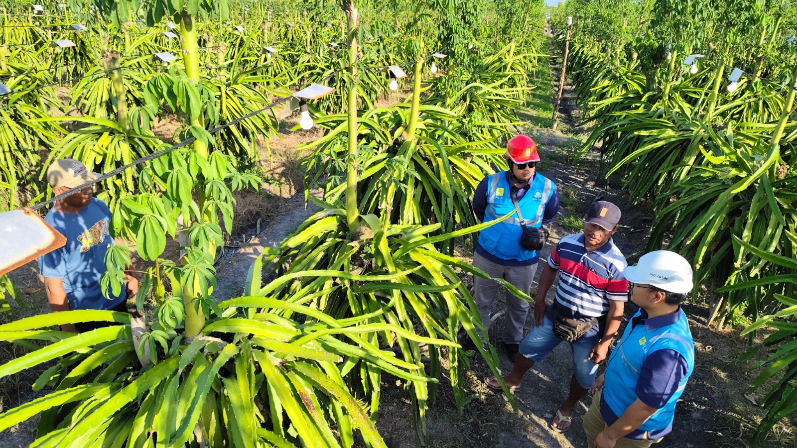 Program Electrifying Agriculture, PLN Dukung Petani Buah Naga Banyuwangi