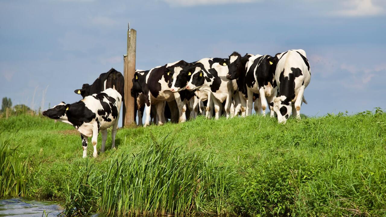 Industri Sapi Perah Indonesia Masih Punya Harapan