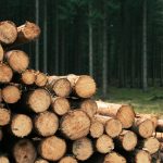 Hutan kayu bulat