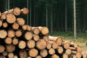 Hutan kayu bulat