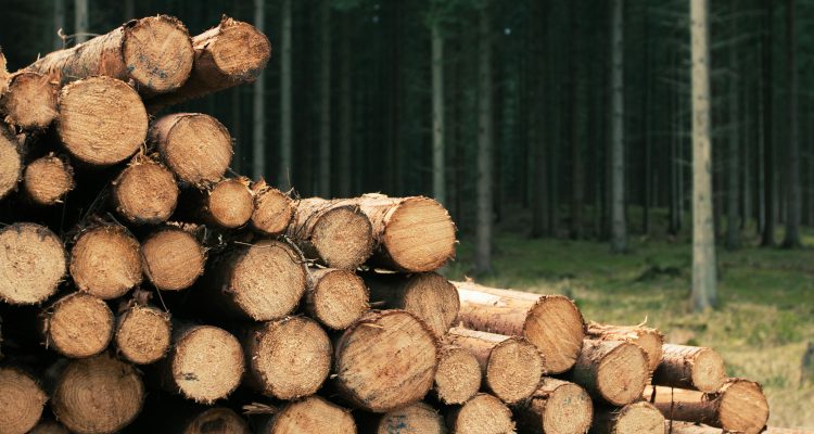 Hutan kayu bulat