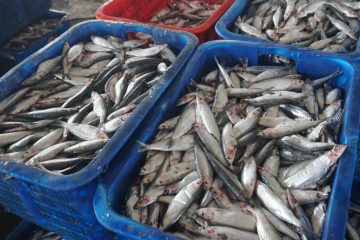 Kepala TPI Kota Pekalongan, Imam Suleni, mengatakan memang ada penurunan produksi ikan, tapi bukan berarti tidak ada aktivitas sama sekali.