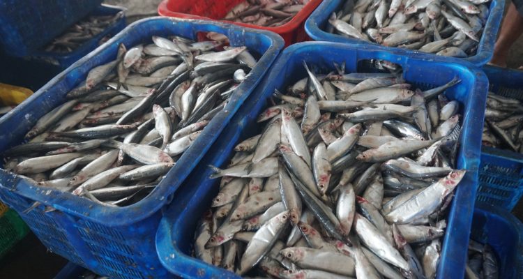 Kepala TPI Kota Pekalongan, Imam Suleni, mengatakan memang ada penurunan produksi ikan, tapi bukan berarti tidak ada aktivitas sama sekali.