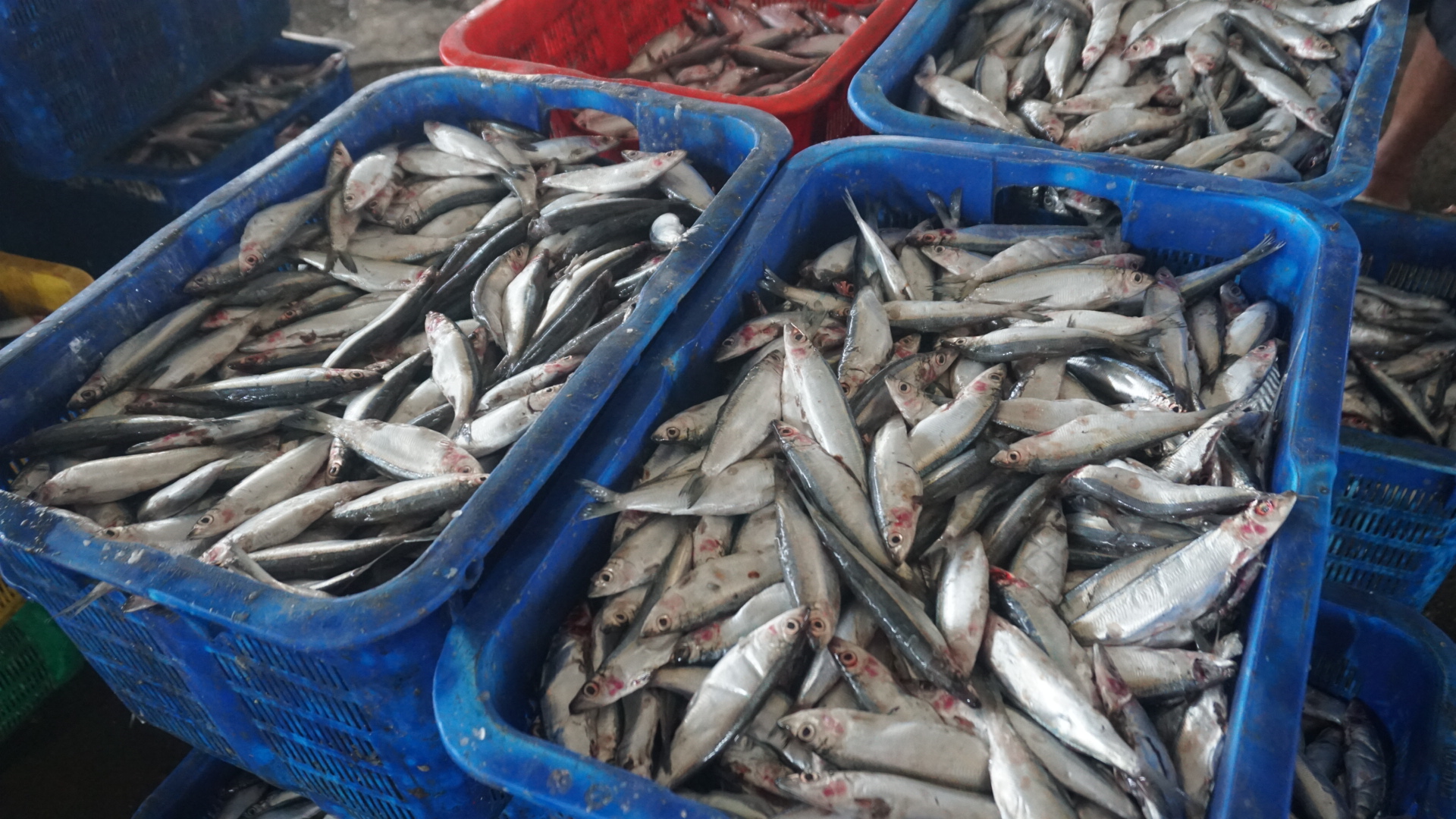 Meski Produksi Ikan Turun, Aktivitas di TPI Kota Pekalongan Tetap Jalan