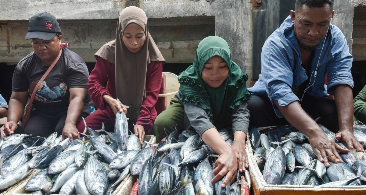 Ikan Tobelo OJK