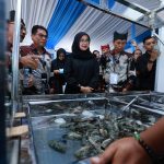 Ratusan pelaku industri udang dari berbagai daerah di Indonesia berkumpul di Banyuwangi dalam acara Forum Shrimp Fair. Selama tiga hari, mereka membahas perkembangan dan tantangan ekspor udang ke berbagai negara, terutama ke Amerika Serikat (AS).