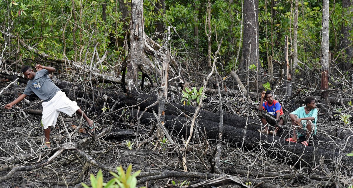 Mimika dan Masa Depan Mangrove Indonesia - Berita Daerah