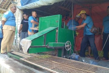 Produktivitas bahkan bisa melonjak lebih tinggi jika melibatkan lebih banyak operator. Dengan empat orang, produksi dapat mencapai 90–100 tetek per jam—kemajuan signifikan bagi petani yang sering menghadapi keterbatasan tenaga kerja pada musim tanam.