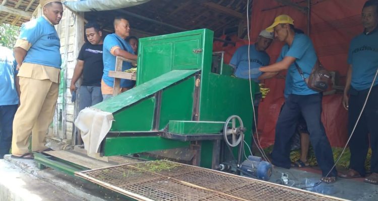 Produktivitas bahkan bisa melonjak lebih tinggi jika melibatkan lebih banyak operator. Dengan empat orang, produksi dapat mencapai 90–100 tetek per jam—kemajuan signifikan bagi petani yang sering menghadapi keterbatasan tenaga kerja pada musim tanam.