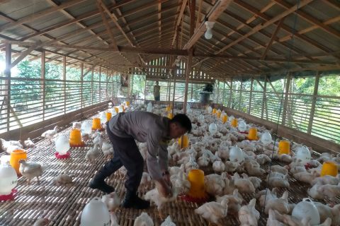 Unggas