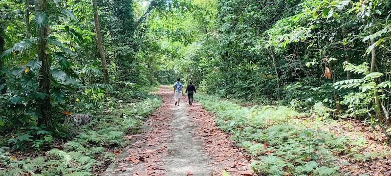 Hutan Mansinam