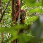 Hutan Kalimantan