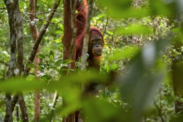Hutan Kalimantan