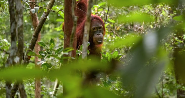 Hutan Kalimantan