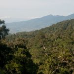 Hutan Nusa Tenggara