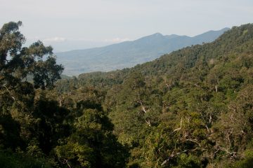 Hutan Nusa Tenggara