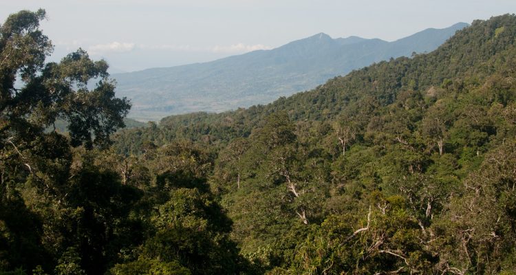 Hutan Nusa Tenggara
